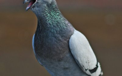 Blogbejegyzés5